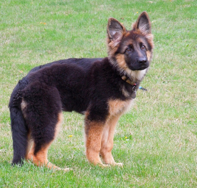 Berger Allemand à poil long de l'Hacienda del Matador
