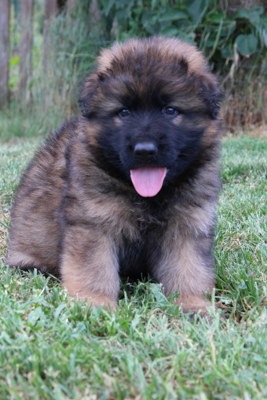 Chiot Berger Allemand à poil long